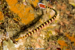 Banded pipefish with eggs by Rudy Janssen 